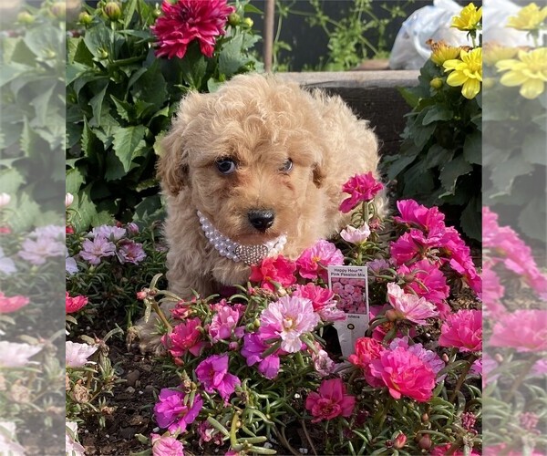 Medium Photo #1 Poodle (Toy) Puppy For Sale in MIRAMAR, FL, USA