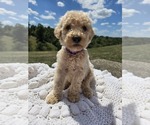 Image preview for Ad Listing. Nickname: Cotton