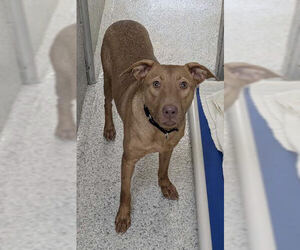 Labrador Retriever-Unknown Mix Dogs for adoption in Bowling Green, OH, USA