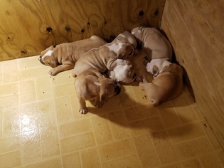 Olde English Bulldogge Puppy for sale in CHESNEE, SC, USA
