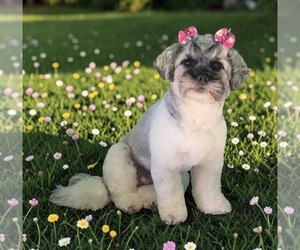 Mother of the Shih-Poo puppies born on 10/10/2026