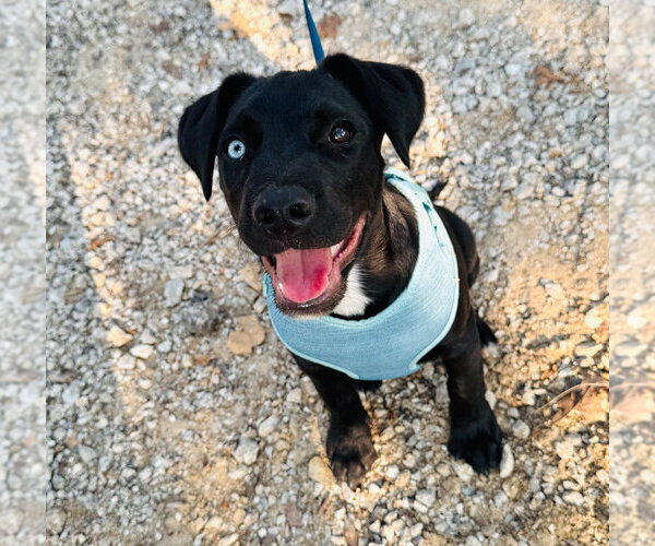 Medium Photo #10 Labrador Retriever-Unknown Mix Puppy For Sale in Claremore, OK, USA