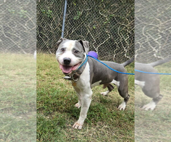 Medium Photo #1 Mutt Puppy For Sale in Glen Allen, VA, USA