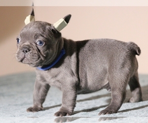 French Bulldog Puppy for sale in BOSTON, MA, USA