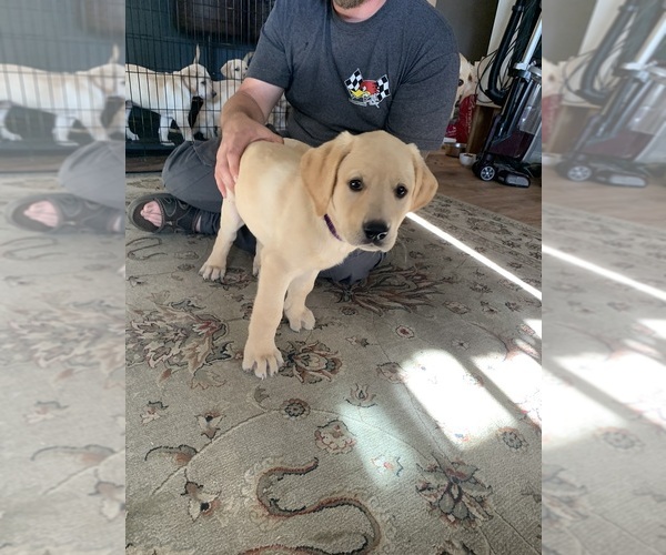 Medium Photo #2 Labrador Retriever Puppy For Sale in NEWBERG, OR, USA