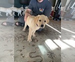 Small #1 Labrador Retriever