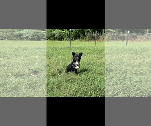Wall-E - Male Mutt Dog for Adoption - Photo #3