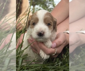 Medium Goldendoodle (Miniature)