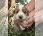 Puppy Puppy 4 Goldendoodle (Miniature)