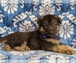 Small Photo #5 German Shepherd Dog Puppy For Sale in KIRKWOOD, PA, USA