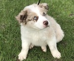 Small Photo #10 Border Collie Puppy For Sale in RICE, MN, USA