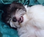 Small Photo #6 Havanese Puppy For Sale in FENTON, MO, USA