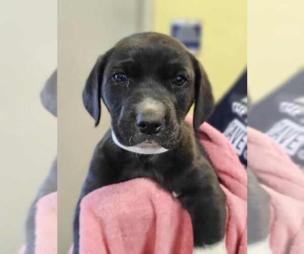 Medium Photo #1 Mutt Puppy For Sale in Rockwall, TX, USA