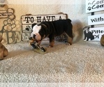 Small Photo #4 Olde English Bulldogge Puppy For Sale in CYNTHIANA, IN, USA