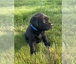 Small Photo #49 Labrador Retriever Puppy For Sale in FREDERICKSBG, OH, USA