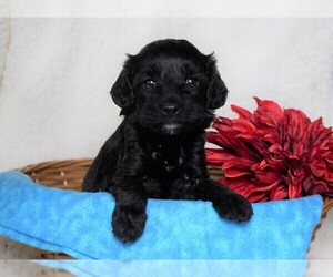 Goldendoodle-Poodle (Miniature) Mix Puppy for sale in FREDERICKSBG, OH, USA