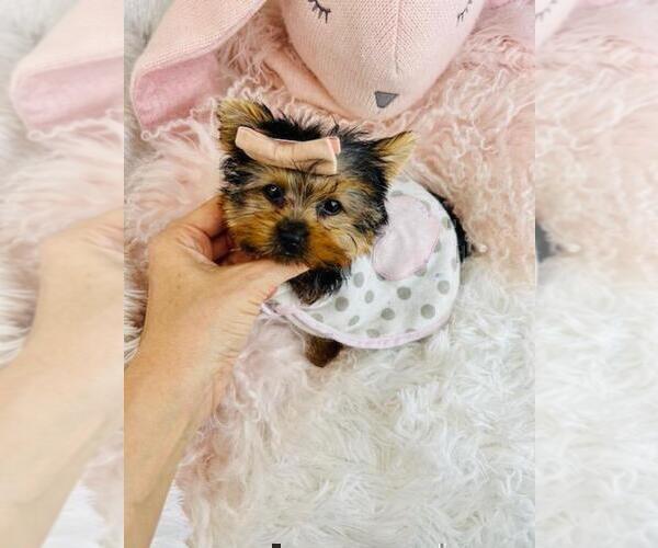 Medium Photo #10 Yorkshire Terrier Puppy For Sale in BOSTON, MA, USA