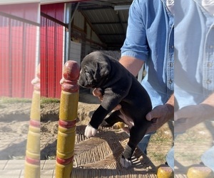 American Bulldog Litter for sale in PATTERSON, GA, USA