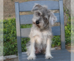 Small Photo #4 Mutt Puppy For Sale in Cranston, RI, USA