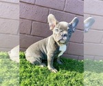 Small Photo #4 French Bulldog Puppy For Sale in ATLANTA, GA, USA