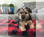Small Photo #2 Yorkshire Terrier Puppy For Sale in ELMHURST, IL, USA