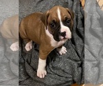 Puppy Lily Boxer