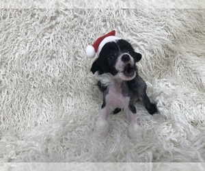 Chinese Crested Puppy for sale in WEST CHESTER, PA, USA