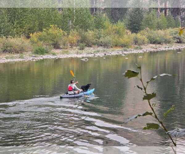 Medium Photo #12 Labrador Retriever-Unknown Mix Puppy For Sale in Bellevue, WA, USA