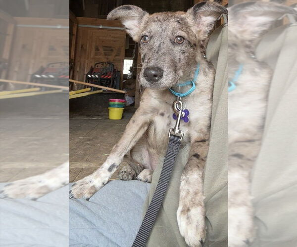 Medium Photo #5 Great Pyrenees-Unknown Mix Puppy For Sale in Oak Bluffs, MA, USA