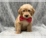 Small Photo #5 Labradoodle Puppy For Sale in LAKELAND, FL, USA