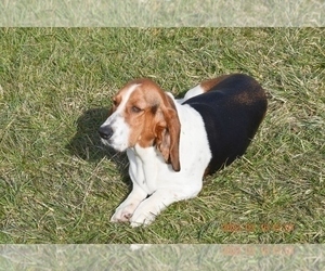 Mother of the Basset Hound puppies born on 02/21/2024