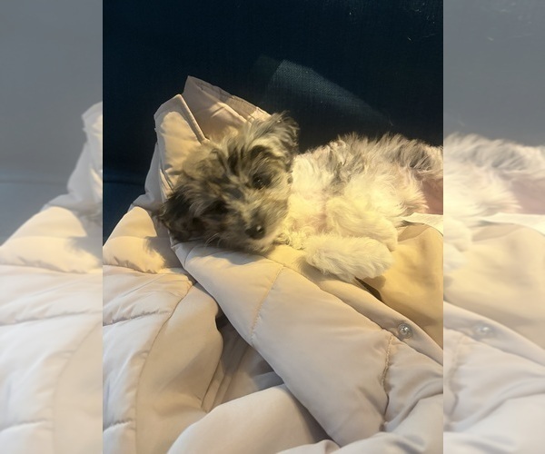 Medium Photo #7 Aussiedoodle Toy Puppy For Sale in RIDGEFIELD, WA, USA