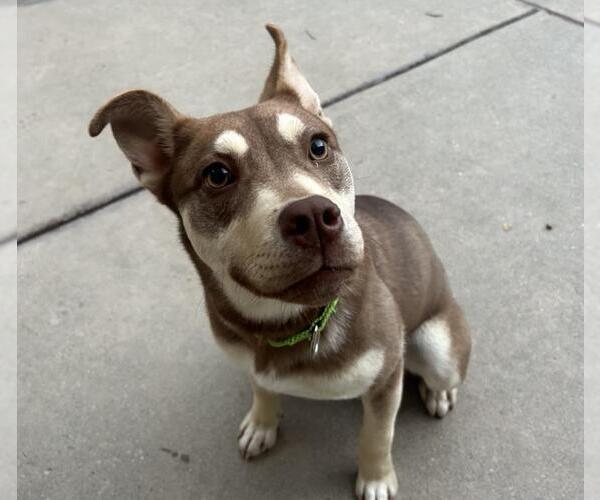 Medium Photo #1 Australian Kelpie-Siberian Husky Mix Puppy For Sale in Martinez, CA, USA
