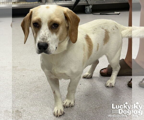 Medium Photo #2 Bagle Hound Puppy For Sale in Washington, DC, USA