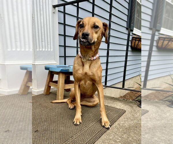 Medium Photo #2 Mutt Puppy For Sale in New York, NY, USA