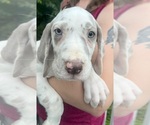 Puppy AKC Sisu Great Dane