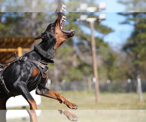 Medium Photo #31 Doberman Pinscher Puppy For Sale in FORT LAUDERDALE, FL, USA