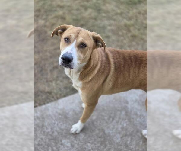 Medium Photo #1 Labrador Retriever-Unknown Mix Puppy For Sale in Temple, TX, USA