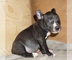 Small American Bully-Bull Terrier Mix