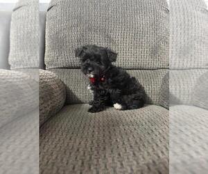 YorkiePoo Puppy for sale in JEFFERSONVILLE, IN, USA