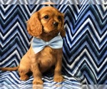 Small Photo #1 Cavalier King Charles Spaniel Puppy For Sale in LANCASTER, PA, USA