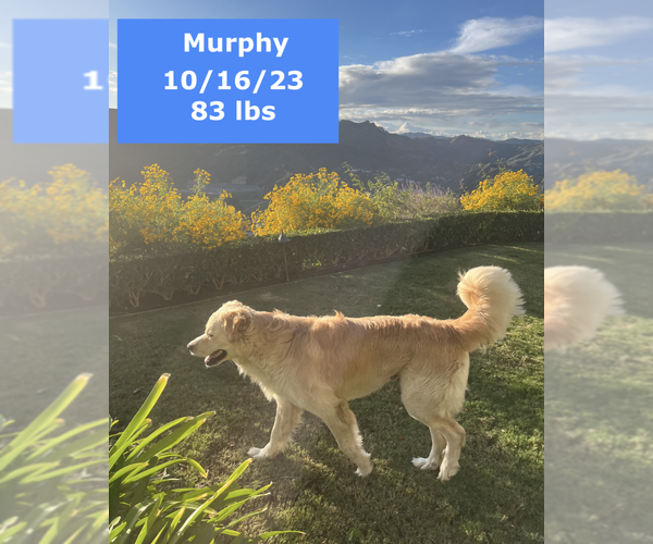 Medium Photo #2 Golden Pyrenees Puppy For Sale in West Hollywood, CA, USA
