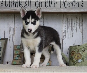 Siberian Husky Puppy for sale in FREDERICKSBG, OH, USA
