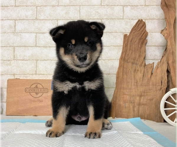 Medium Photo #2 Shiba Inu Puppy For Sale in WASHINGTON, DC, USA
