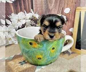 Yorkshire Terrier Puppy for sale in CASSVILLE, MO, USA