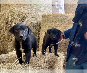Australian Cattle Dog-Hangin Tree Cowdog Mix Puppy for sale in LAMMERS, MN, USA