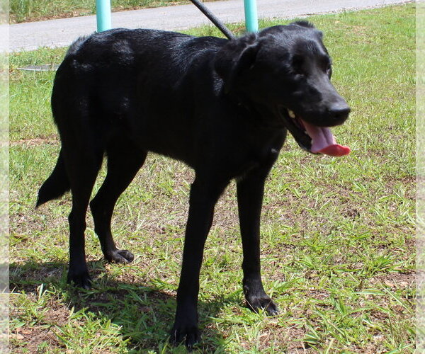Medium Photo #3 Mutt Puppy For Sale in Prattville, AL, USA