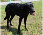 Small #2 Mutt