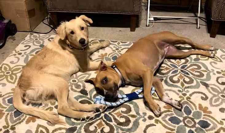 Medium Photo #3 Boxer-Golden Retriever Mix Puppy For Sale in DALLAS, TX, USA