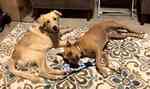 Small Photo #3 Boxer-Golden Retriever Mix Puppy For Sale in DALLAS, TX, USA